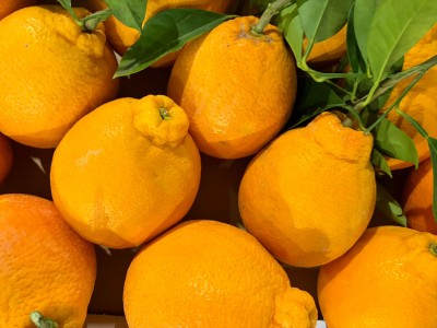 Foto Arance Tarocco Affogliate Calibro 2 Origine Italia Marchio Eccellenza Capitale   2